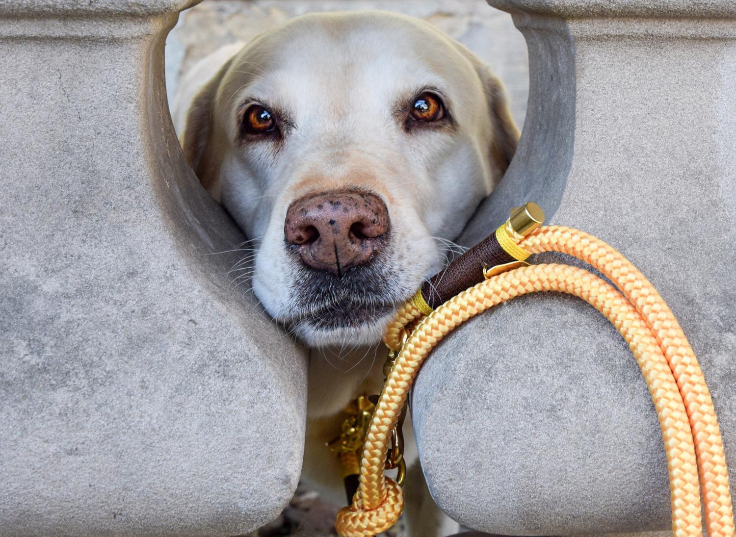 PREPPY INSPIRED LYS Halsband und Leine